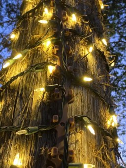 Warm yellow outdoor string lights wrapped around a tree trunk, providing cozy illumination for outdoor decor.